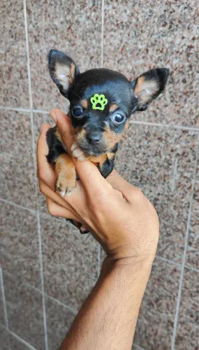 Pinscher com 52 dias vacinado