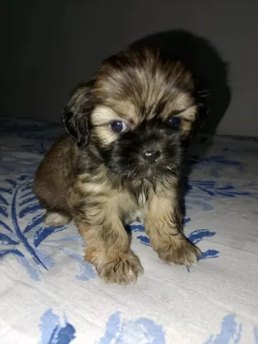 Lhasa apso femea disponível 
