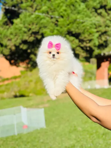 SPITZ ALEMÃO ANÃO/ LULU DA POMERANIA!!