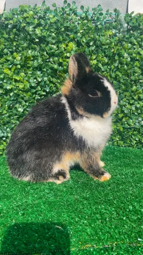 Mini coelho