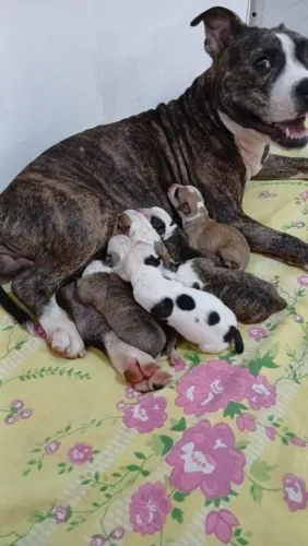 Vende-se American burguer Pitbull