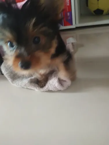 Vendo Mini yorkshire 