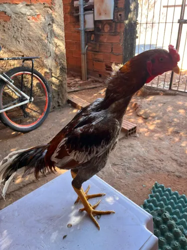 Frango mura 
