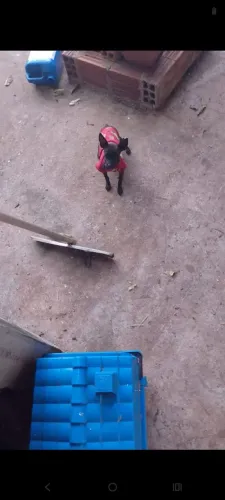 Pinscher 0 macho