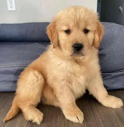 Golden Retriever Filhotes Fascinantes Sem Igual.