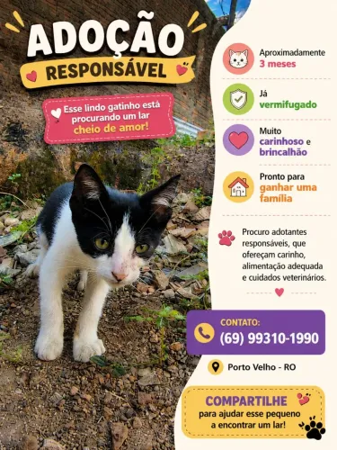 Gatinhos pra adoção 