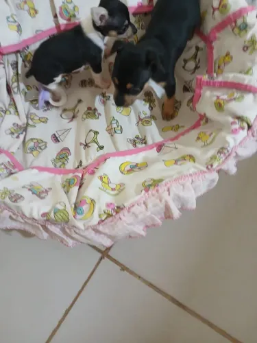 Lindos e pequeninos filhotinhos