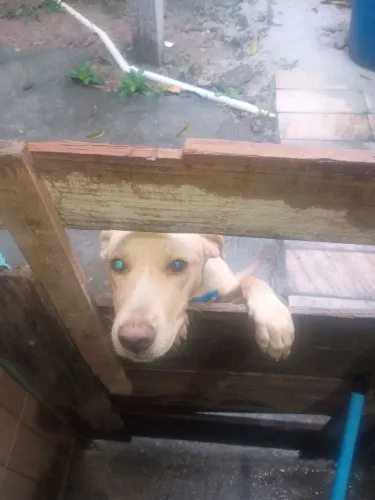 Estou doando um cachorro 