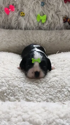 ? Filhotes de Cavalier King disponíveis