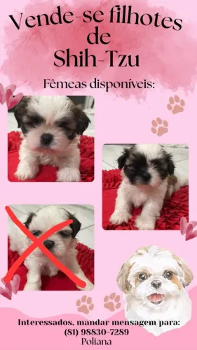 Filhotes de Shih-Tzu