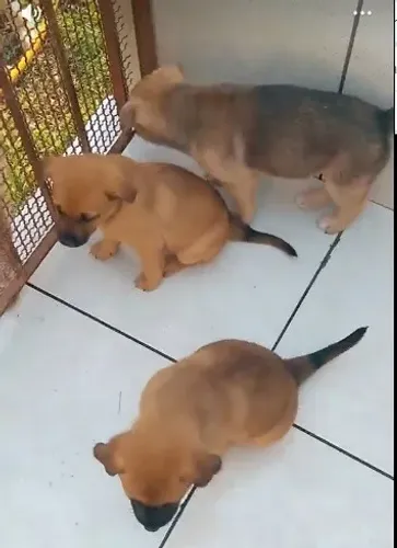 pastor x labrador
