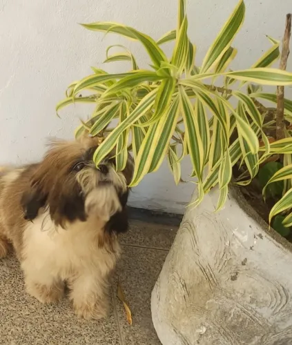 Vendo Shitzu macho micro ?