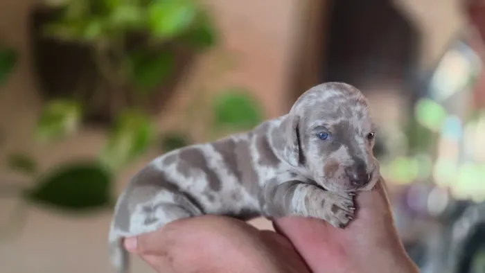 Filhotes Dachshund ( Salsicha, Cofap, Basset) Disponíveis. LEIA A DESCRIÇÃO