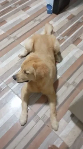 Filhote Golden