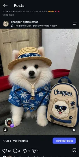 Lula da pomerania pra cruzar
