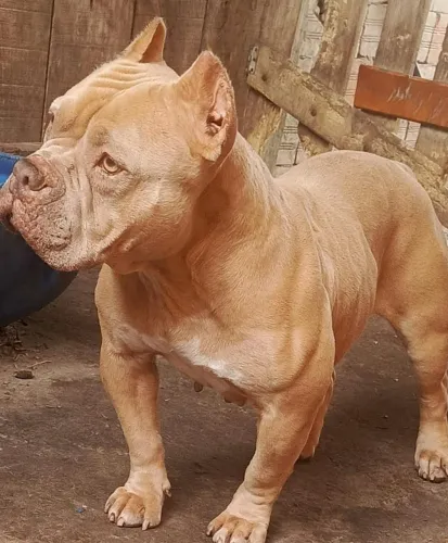 Pitbull American Bully
