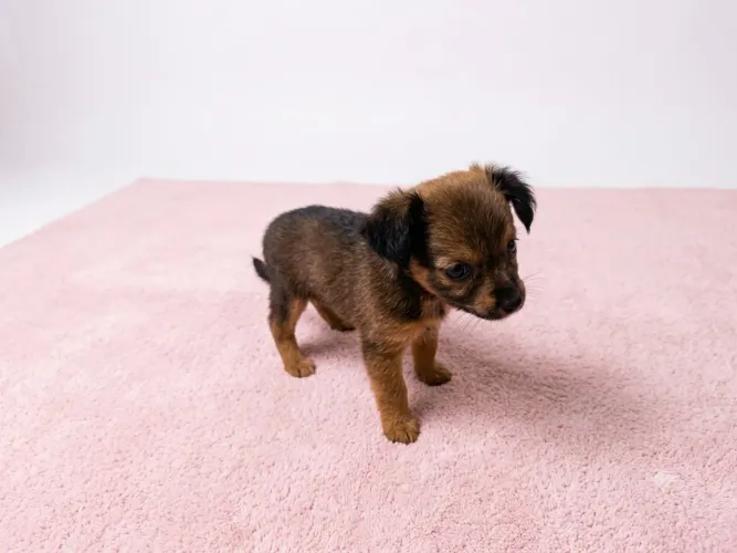 Filhote Pinscher Miniatura Macho e Fêmea.