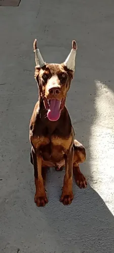 Filhote de Doberman / Doberman 
