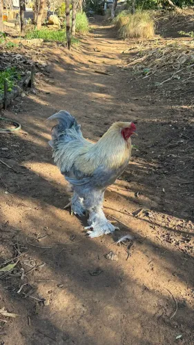 Galo Brahma 