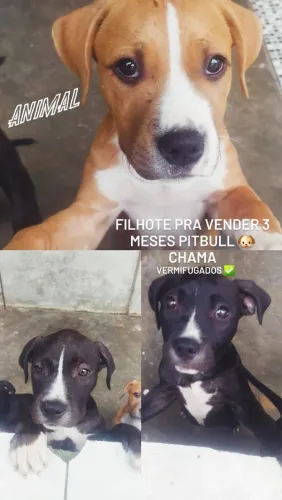Pitbull filhote 3 meses 