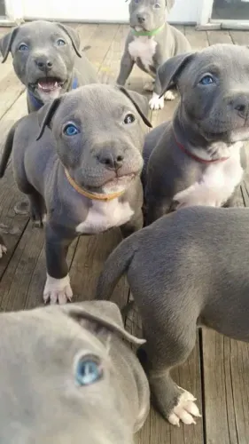 American Bully, Pitbull Pitmonster