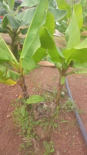 Mudas de banana pacovan e ourinho