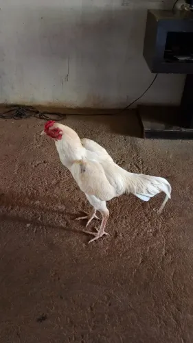 Vende se este frango indio exótico bico branco perna branca 