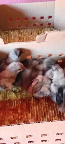 Pintinhos