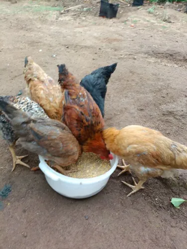 Galinhas Poedeira (por encomenda) 
