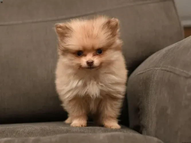 Spitz Alemão disponível hoje! O filhotinho mais fofo do Brasil esperando você ?