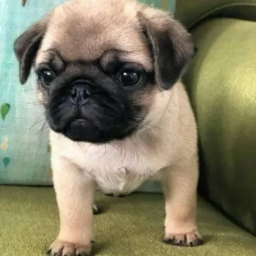 Filhotes de Pug | O mascote perfeito espera você.