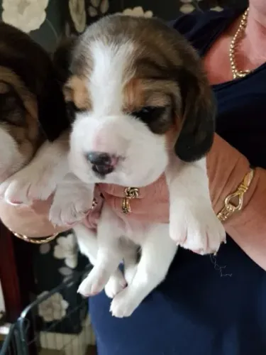 Beagle tricolor machinho com 55 dias vacinado e com pedigree disponível em loja 
