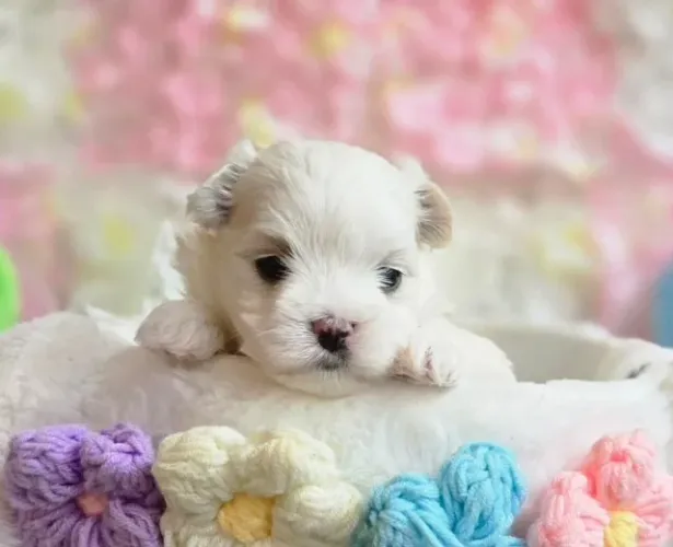 Filhotes de Maltês com pedigree e suporte completo