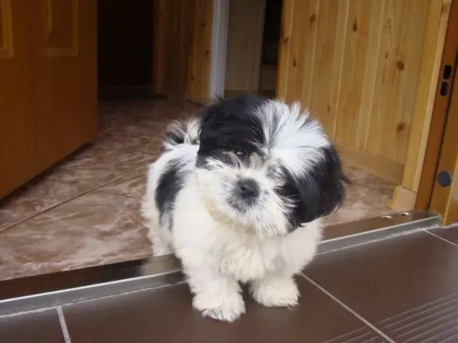 Temos filhotes de Shih-tzu disponível !