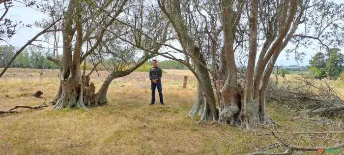 OLIVEIRA CENTENÁRIA 200 ANOS DE IDADE