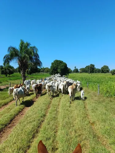 Fazenda 274 alqueires em Cáceres MT. porteira fechada, 750 cabeças maquinários 20 milhões.