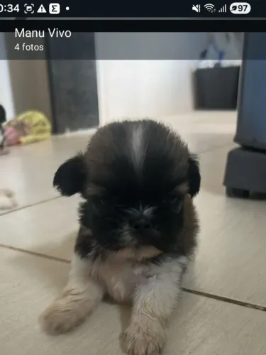 Filhote de shi- tzu