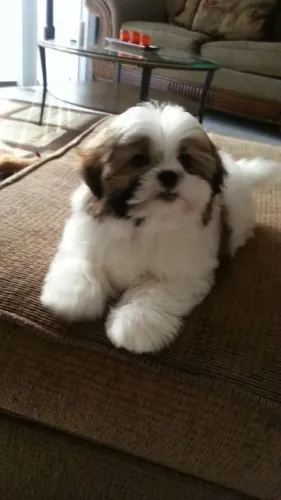 Filhotes Shih Tzu todo alegre e sedutor