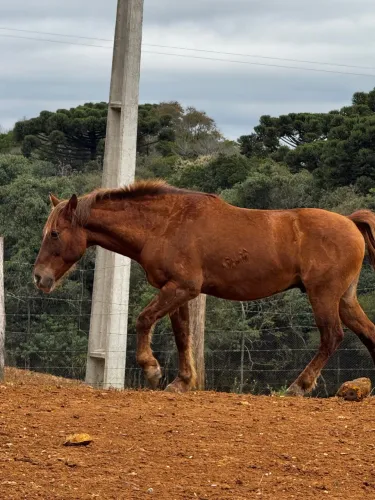 Cavalos no Paraná