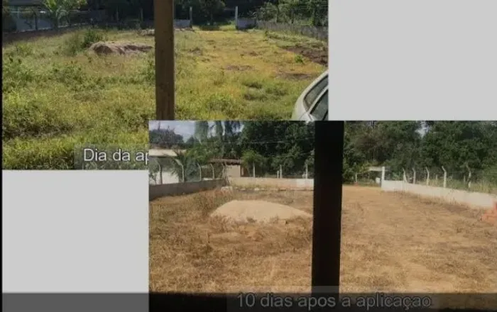 Aplicação de veneno no mato