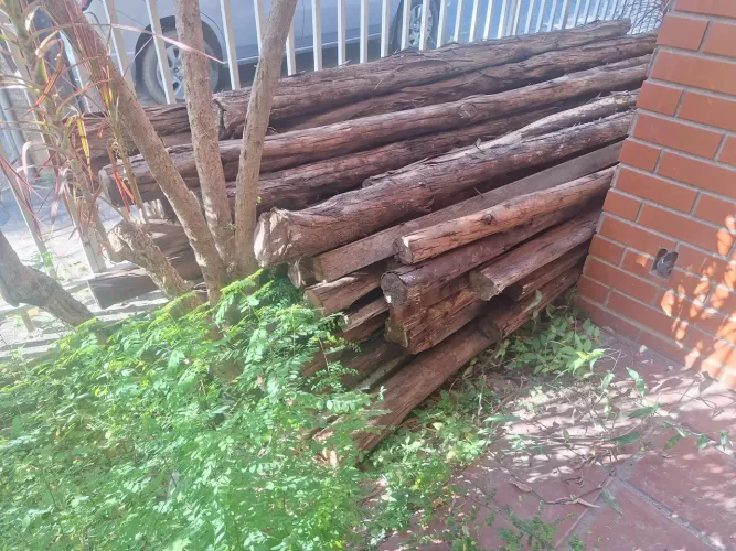Escoras de eucalipto