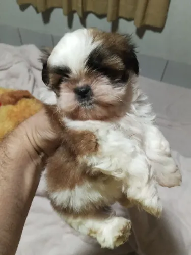 Fêmea Shitzu tamanho pequeno