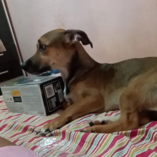Cachorro para Adoção 