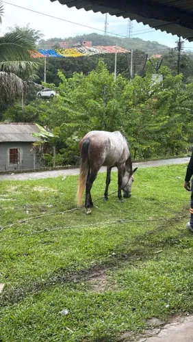 Cavalo apenas 5 anos de idade