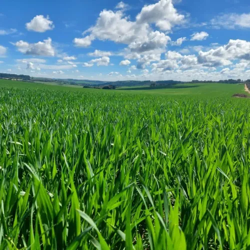 Porto Amazonas, Fazenda De Frente Rodovia, 287 Hectares, 118 Alqueires, Plantando 60%, Dup