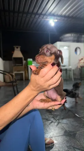 Linguicinha/Dachshund - Fêmea