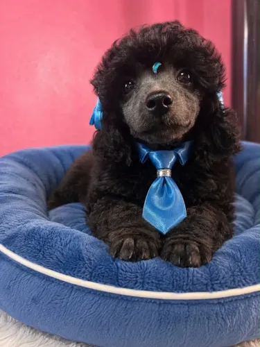 Filhote Poodle