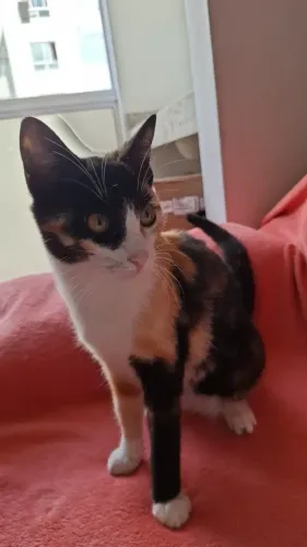 Gato para adoção