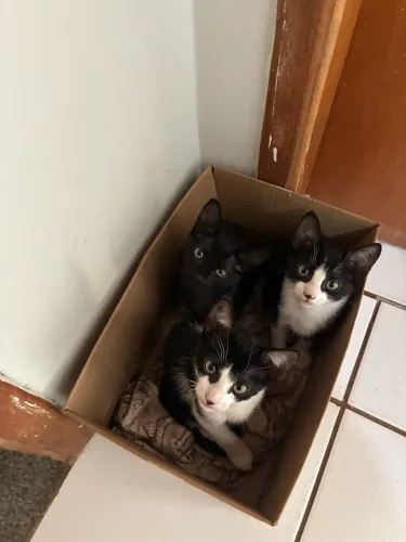 Lindos gatinhos filhotes