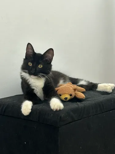 Doado essa gatinho 10 meses , 